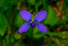 花,藍(lán)色,自然
