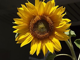 鮮花,太陽花,廠