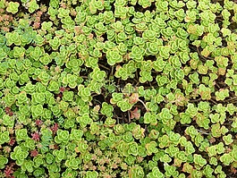 植物,花,變焦