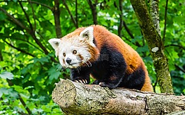 性質(zhì),動(dòng)物世界,哺乳動(dòng)物