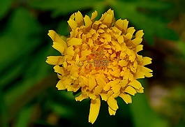 花,黃色,自然