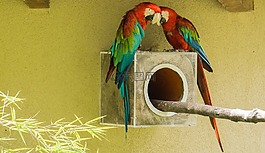 鳥(niǎo),春天,性質(zhì)