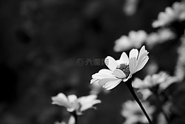 鮮花,花卉,h b
