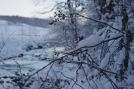 雪,冬天,浆果
