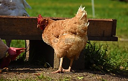 母雞,動物,雞