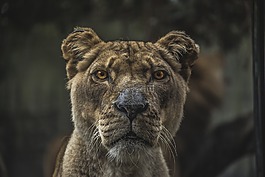 動物,貓的,貓