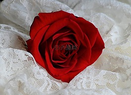 紅玫瑰,桃花花瓣,愛