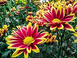 鮮花盛開,美麗的花,鮮花