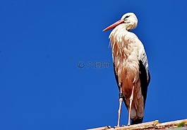 鸛,鳥,飛