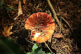 蘑菇,森林,自然