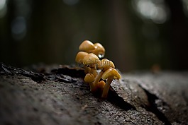蘑菇,森林,蚊子