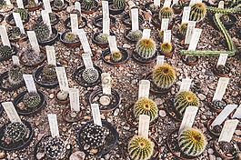 catcus,多肉植物,仙人掌資源花園
