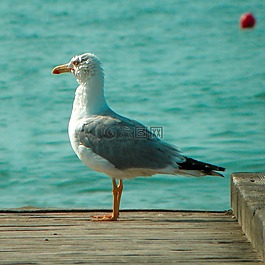 海,海鷗,鳥
