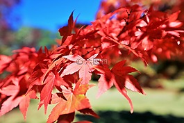 紅色,葉子,秋