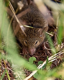 的antechinus,鼠标有袋动物,野生