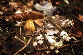 蘑菇,森林,秋季