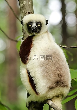 coquerel 的狐猴,屬 coquereli,狐猴