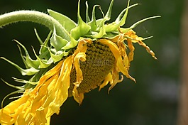 太陽花,夏季,黃色