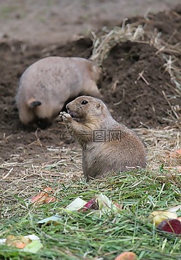 動(dòng)物,嚙齒動(dòng)物,動(dòng)物園