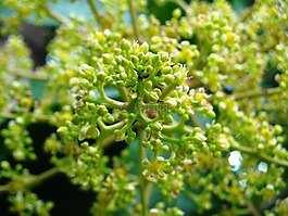 芒果,鮮花,植物