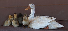 鴨,小雞,鳥