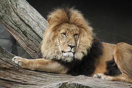 獅子,動物,動物園