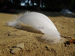 羽毛,白,沙