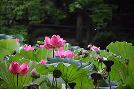 蓮花,自然,鮮花
