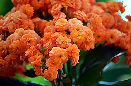 鮮花,花,性質(zhì)