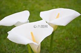 彎曲,馬蹄蓮,特寫