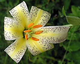 花,自然,植物區(qū)系