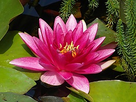 水坑,花,廠