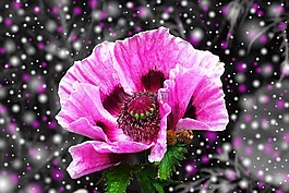 罌粟,紫,開(kāi)花