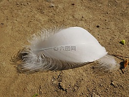 羽毛,翼,和