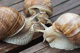 蝸牛,殼,黏液