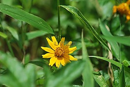 性質(zhì),黃,花園