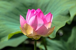 蓮花,火,frumustete