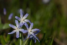 普通雪骄傲,chionodoxa luciliae,鲜花