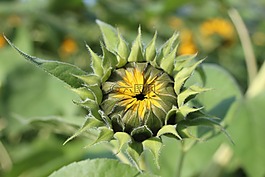瑞士,太陽(yáng)花,性質(zhì)