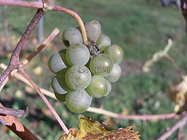 葡萄,廠,綠色