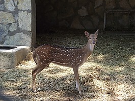 旅行,動(dòng)物園,鹿