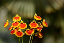 鮮花,紅色,黃色
