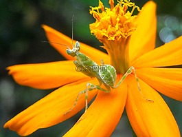 蚱蜢,螳螂,鮮花