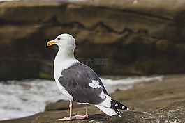 海鷗,鷗,鳥