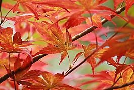 葉子,楓葉,日本楓樹