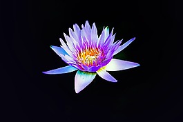 蓮花,花,粉紅色