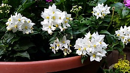 春,白,鮮花
