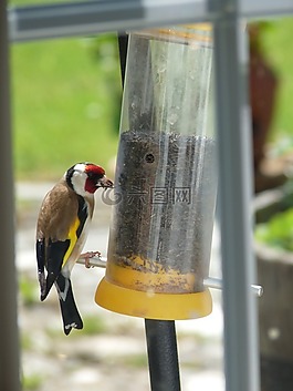鳥,金翅雀,野生動物