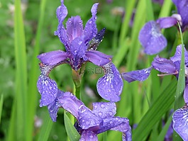 鳶尾花,花,雨點