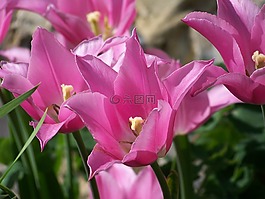粉红色,郁金香,花